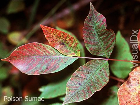Poison sumac has between 7 and 13 leaves on each branch of the plant. Poison sumac can be differentiated from nonpoisonous types of sumac by the location of the fruit on the plant, with the fruit of the poisonous plant growing between the leaf and the branch, as opposed to the ends of the branches.
